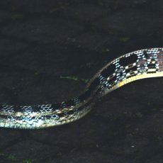 January 2009 — Copperhead Ratsnake
