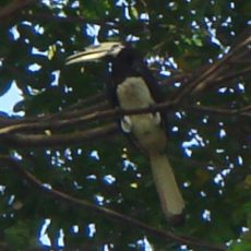 February 2009 — Pied Hornbills and Ashy Minivets