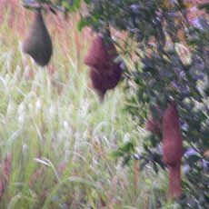 March 2009 — Baya Weavers