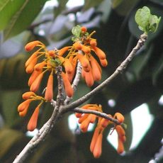 April 2009 — Pittas, Tree Flowers, Copperhead Ratsnake