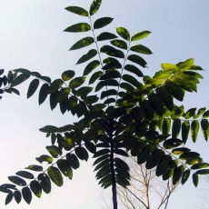 Family Simaroubaceae