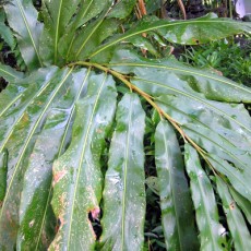 Taman Sari Plants