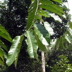 Family Putranjivaceae