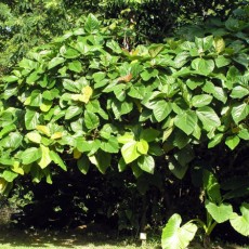 Family Moraceae