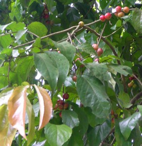 Flacourtia-rukam