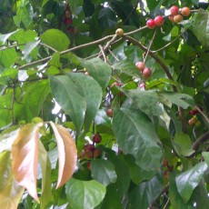 Family Salicaceae