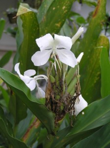 Hedychiumcoronarium