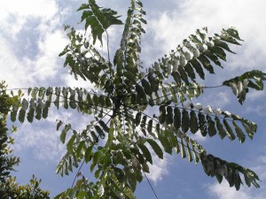 Hydnocarpus-sp