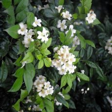 Plant Indigenous
