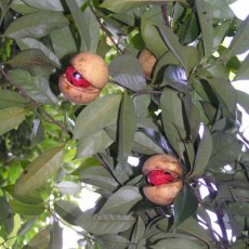 Family Myristicaceae