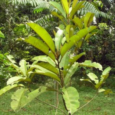 Family Sapotaceae