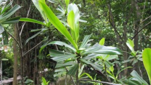 Ploiarium-alternifolium