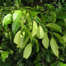 Family Polygalaceae