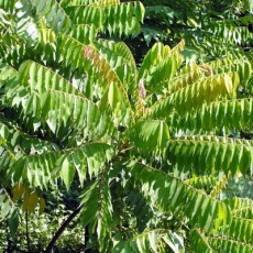 Family Oxalidaceae
