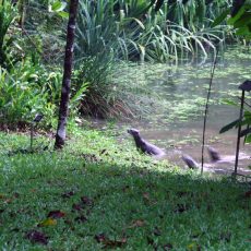 May 2012 — Otters again!