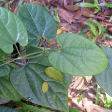 Family Aristolochiaceae