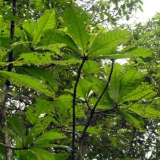 Family Lecythidaceae