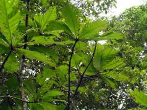 Barringtonia-racemosa