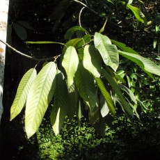 Family Centroplacaceae