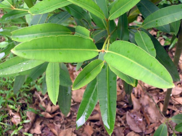 Family Calophyllaceae – Rimbun Dahan