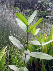 Calophyllum-sclerophyllum