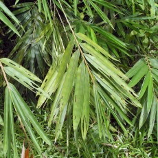 Family Poaceae