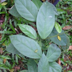 Family Asclepiadaceae