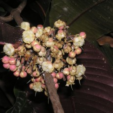 Family Calophyllaceae