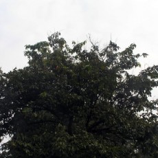 Family Lythraceae