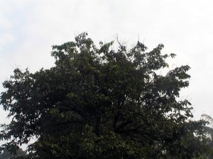 Lagestroemia-speciosa