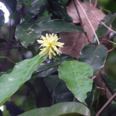 Family Hamamelidaceae