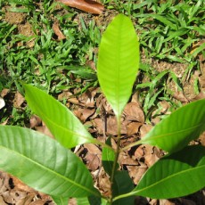 Family Anacardiaceae