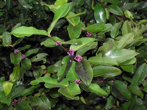 Memecylon--coeruleum