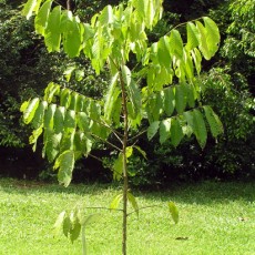 Family Sapindaceae