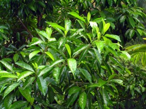 Pteleocarpa-lamponga