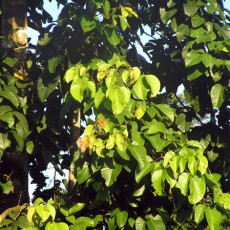 Family Meliaceae