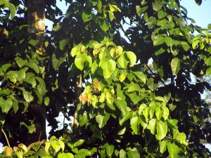 Sandoricum-koetjape