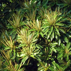 Family Combretaceae