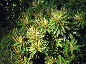 Terminalia-calamansenai