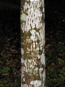 Terminalia-subspathulata