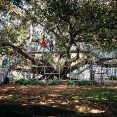 Walking In Trees, 2014, Auckland