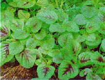 Gardening’s Current Affairs