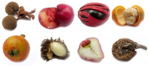 "Walter's offerings" - a photo of the fruits and nuts picked from Rimbun Dahan's herb garden by Walter, Jeannette's father, during their stay