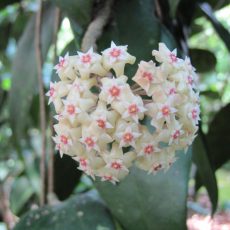 Sept 2010 — Flowering Season