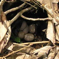 October 2005 — Jungle Fowl