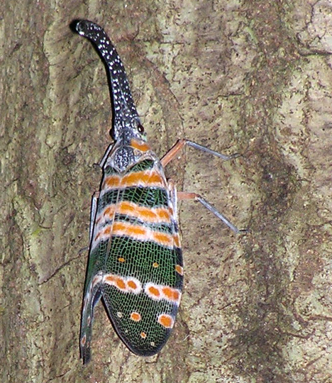 Pammbu Rani Insect August 2006 | Rimbun Dahan