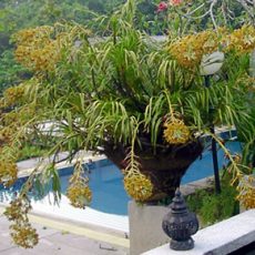 February 2005 — Garden in Hot Dry Weather