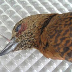 Dec 2007 — New Birds