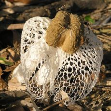 March 2006 — Stink Horn Fungues