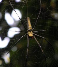 August 2005 — A Fine Spider